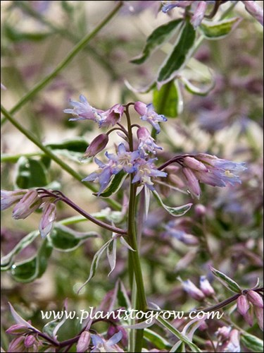 Nice floral close up.  The blue flowers are set off by the pink sepals.